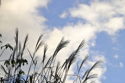 Low angle view of stalks against sky