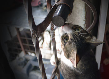 Close-up portrait of dog