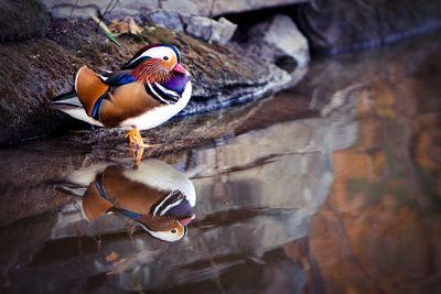 Close-up of duck in lake