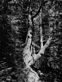 Trees growing in forest