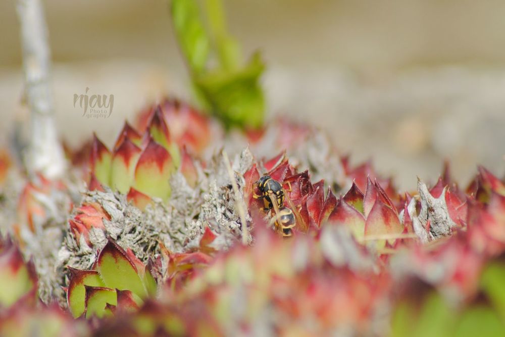 selective focus, leaf, no people, close-up, nature, day, outdoors, fragility, beauty in nature, freshness