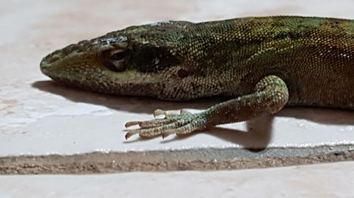 Close-up of lizard on land