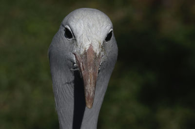 Close-up portrait of eagle