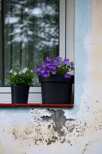 Potted plant on window sill