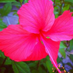 Close-up of pink hibiscus