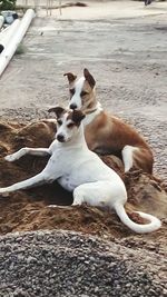 Dog relaxing outdoors