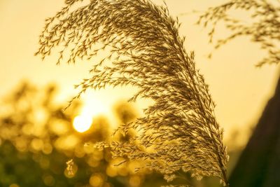 Close-up of plants against sky during sunset
