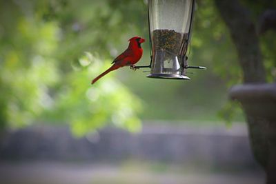 Close-up of bird perching on feeder