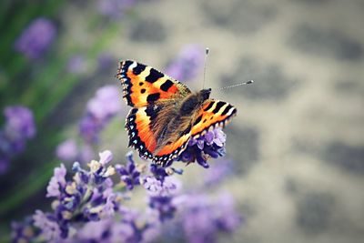 Close-up of butterfly feeding on flower