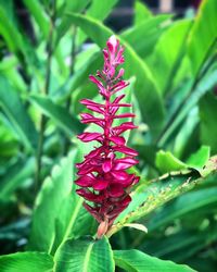 Close-up of pink flower blooming outdoors