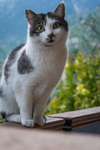 Close-up portrait of cat