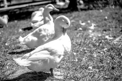 Close-up of swan on field