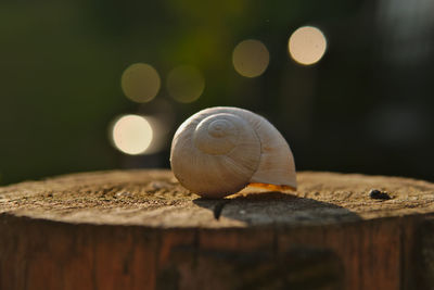 Close-up of snail