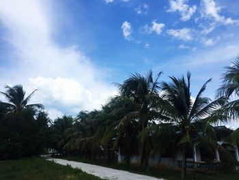 Low angle view of palm trees against sky