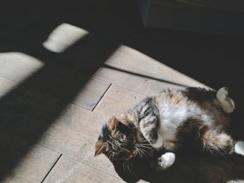 High angle view of cat sleeping on floor