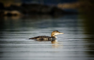 Close-up of common loon swimming in lake