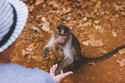 High angle view of woman feeding monkey sitting on field