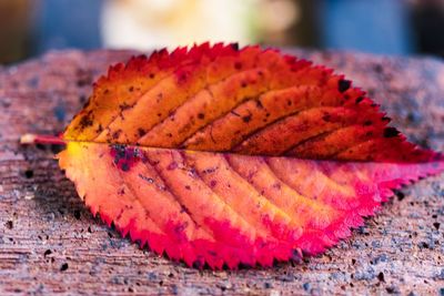 Close-up of orange leaf on red leaves