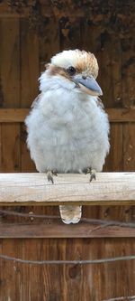 Close-up of bird perching on wood