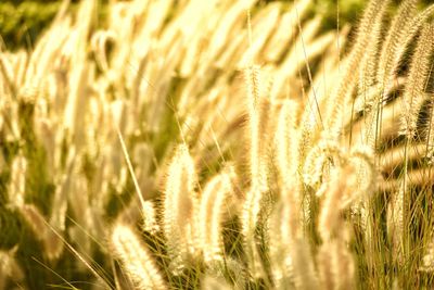 Close-up of stalks in field