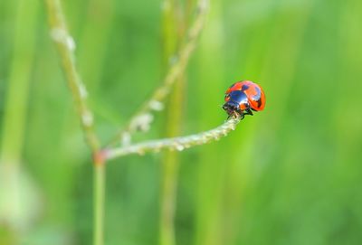 Close-up of ladybug on leaf