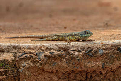 Close-up of lizard on rock