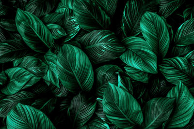 Full frame shot of green leaves