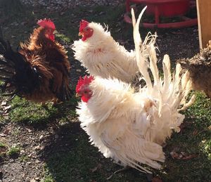 Flock of birds on field