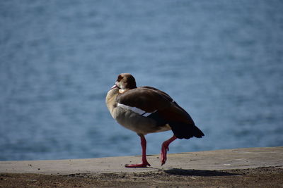 Bird perching on a wall
