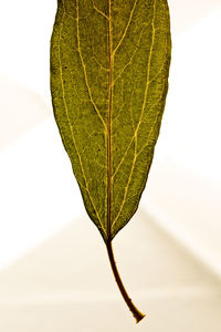 Close-up of leaf against white background