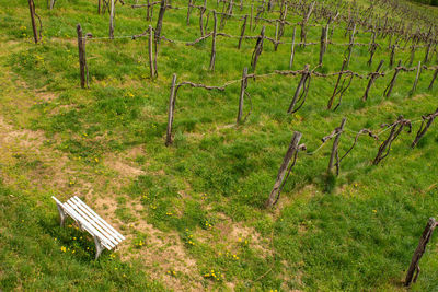 Empty bench on field by trees