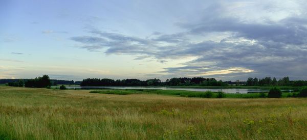 Scenic view of field against sky