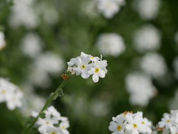 Close-up of fresh white flowers blooming outdoors