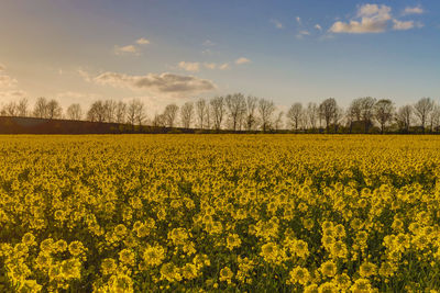 Scenic view of oilseed rape field against sky