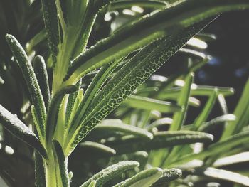 Close-up of wet plant