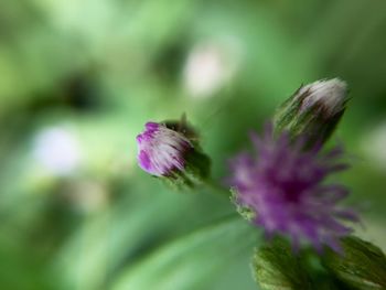 Close-up of purple flowering plant