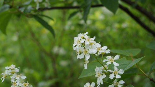 Close-up of white flowering plant