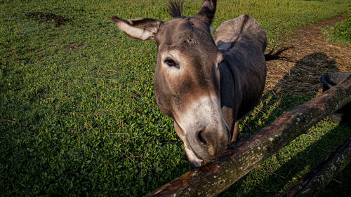 Portrait of a donkey on field