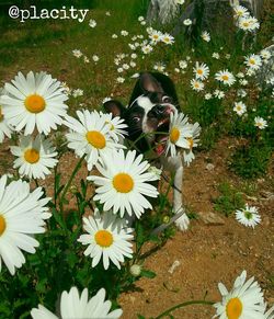 Close-up of fresh white daisy flowers