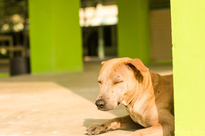 Close-up of a dog looking away