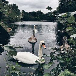 High angle view of swan on riverbank