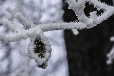 Close-up of frozen tree against sky