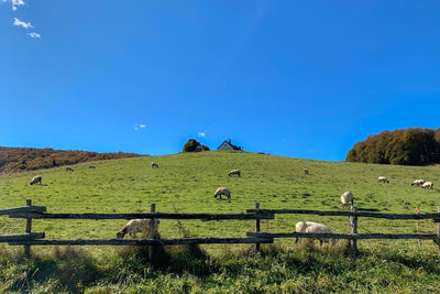 Scenic view of landscape against blue sky