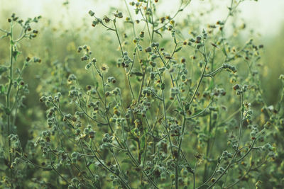 Close-up of flowering plants on field