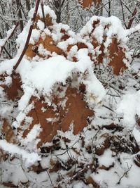 Close-up of snow covered tree