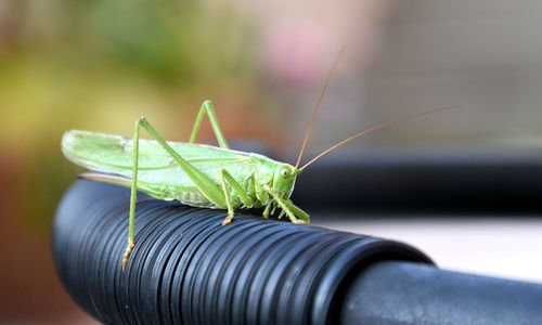 Close-up of grasshopper