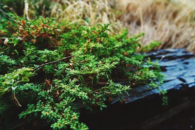 High angle view of plants growing on field