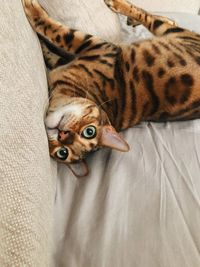 High angle view of cat lying on bed at home