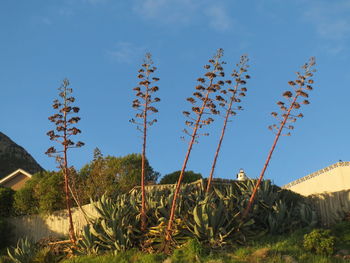 Plants and trees against blue sky