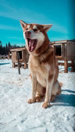 Sled dog yawning after sled session